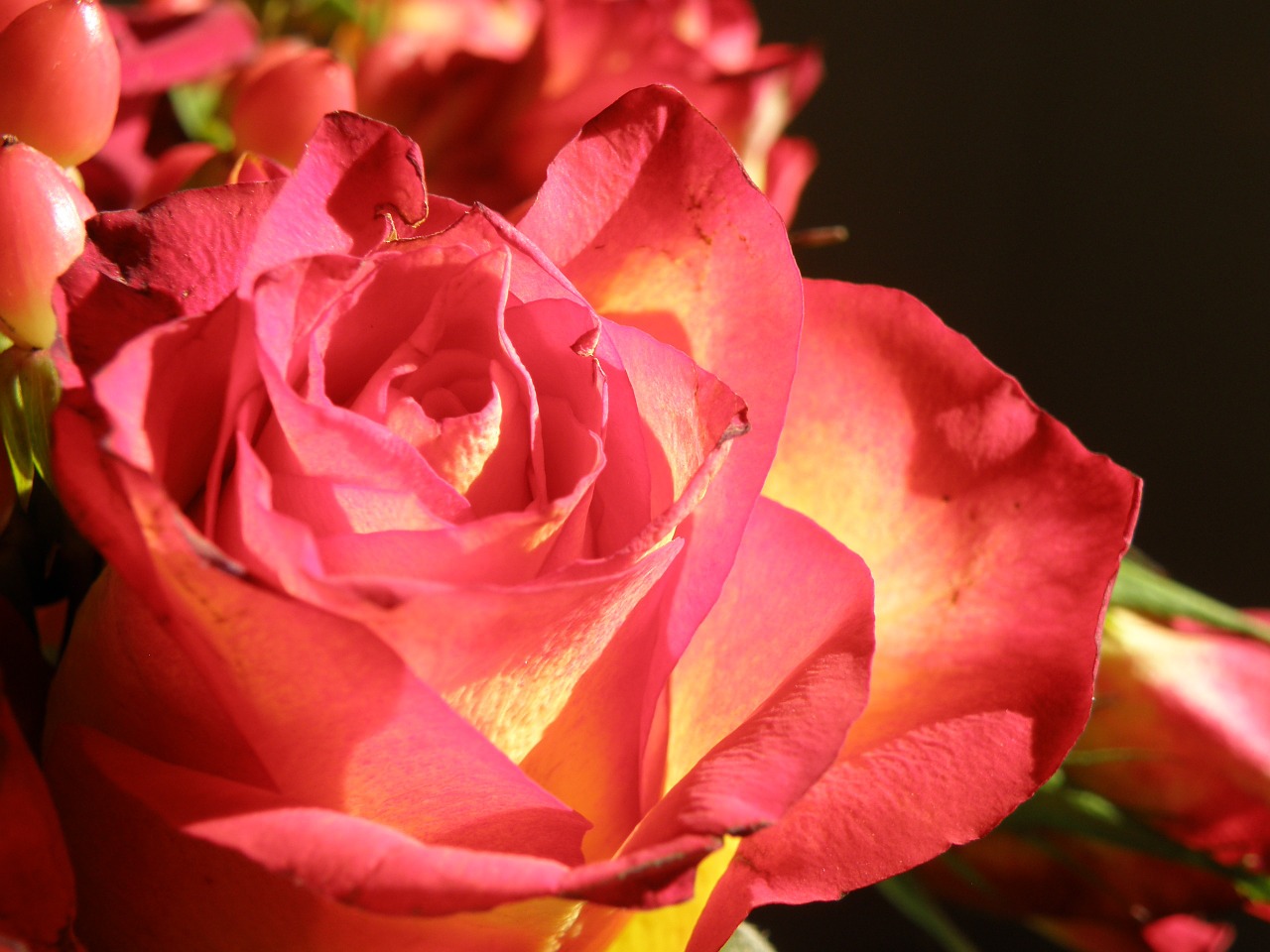 rose flower red free photo