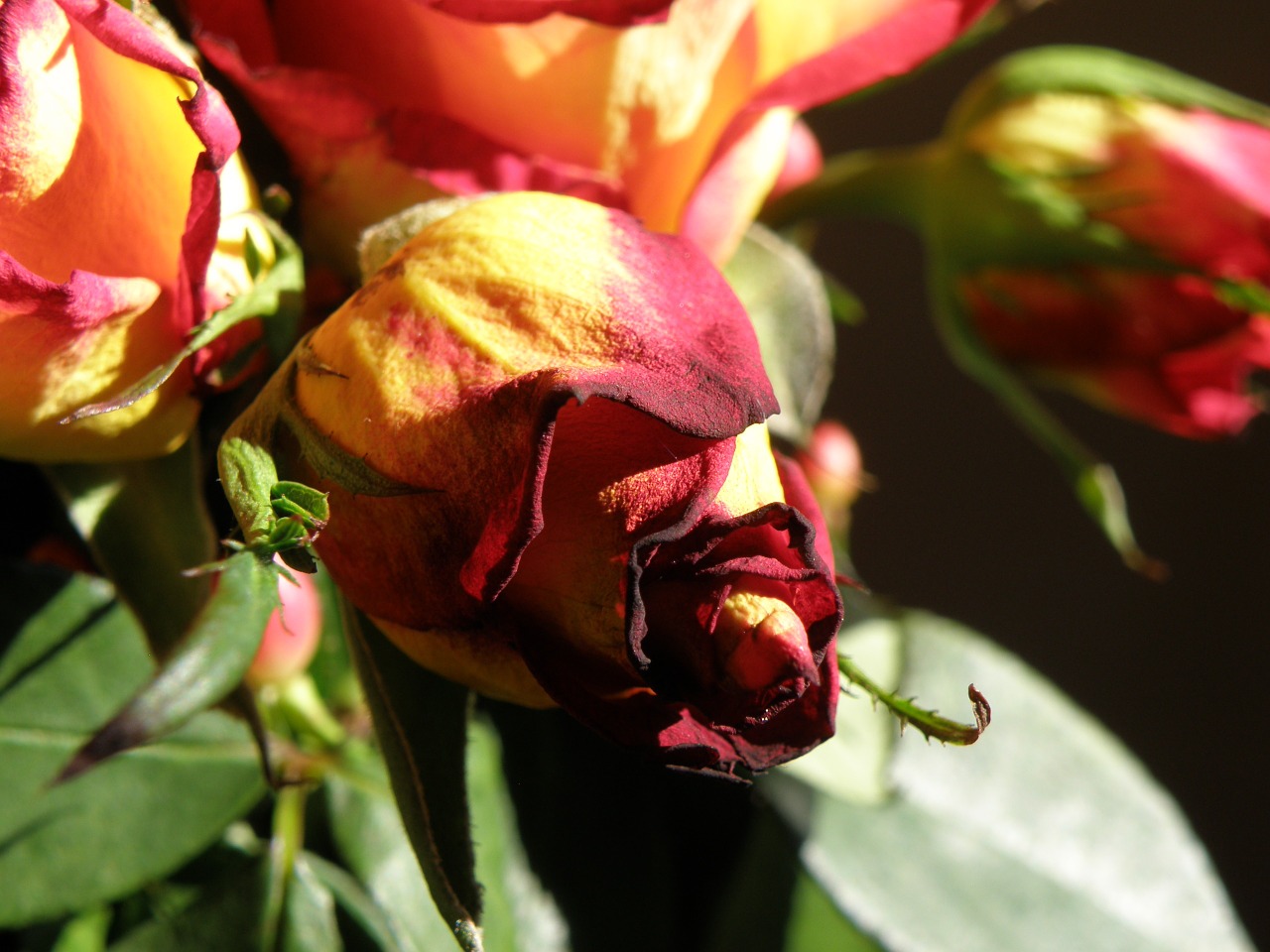 rose flower bud free photo