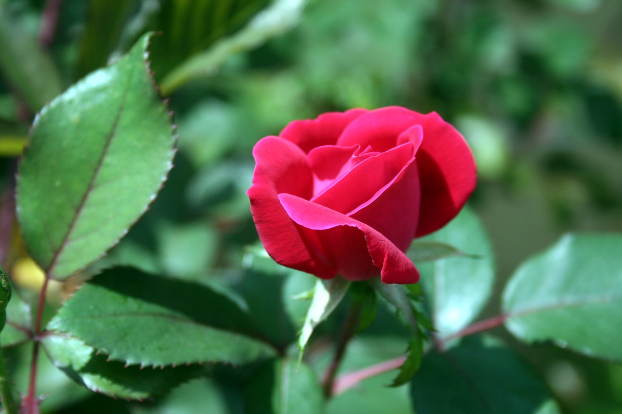 rose bud red free photo