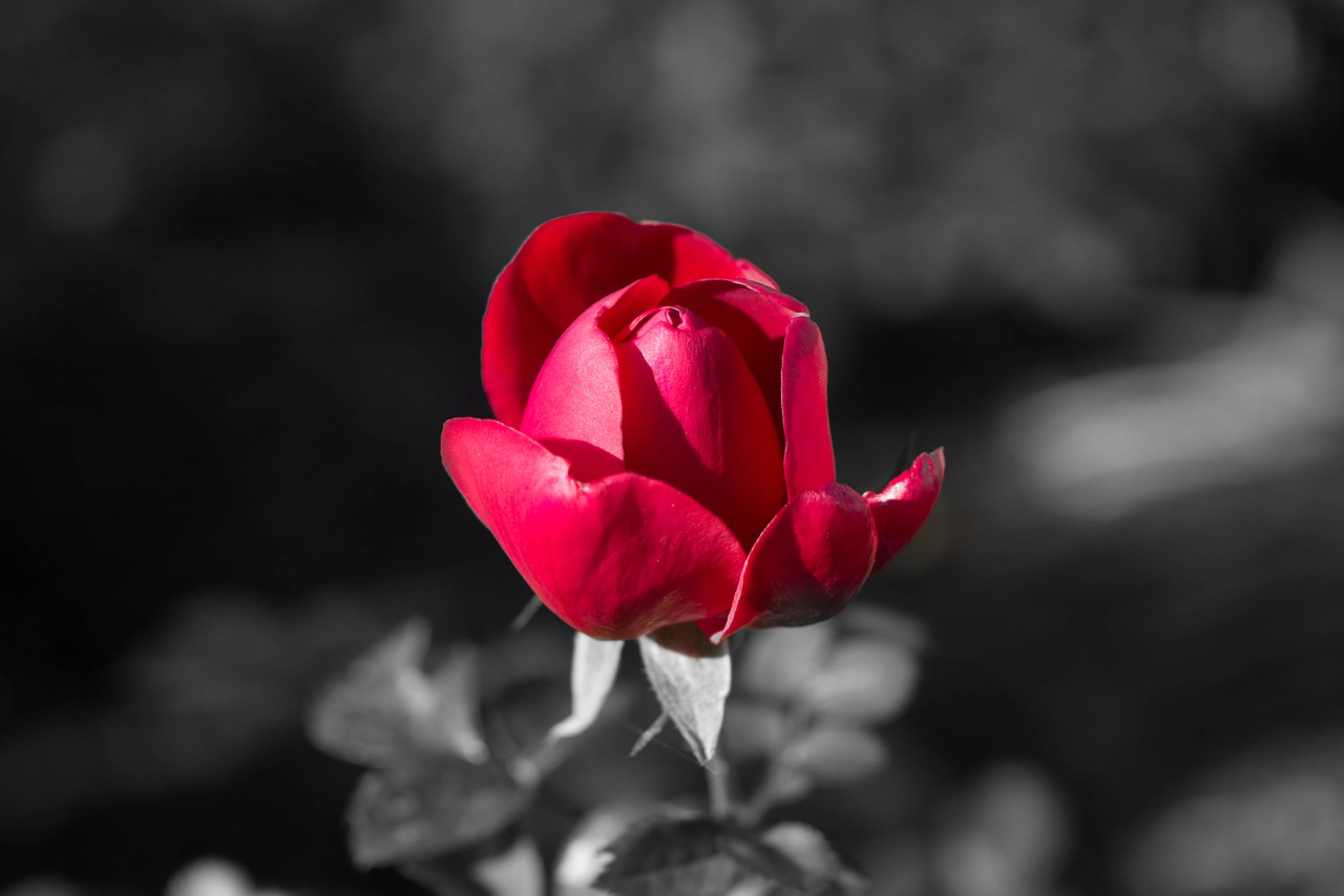 rose flower red free photo