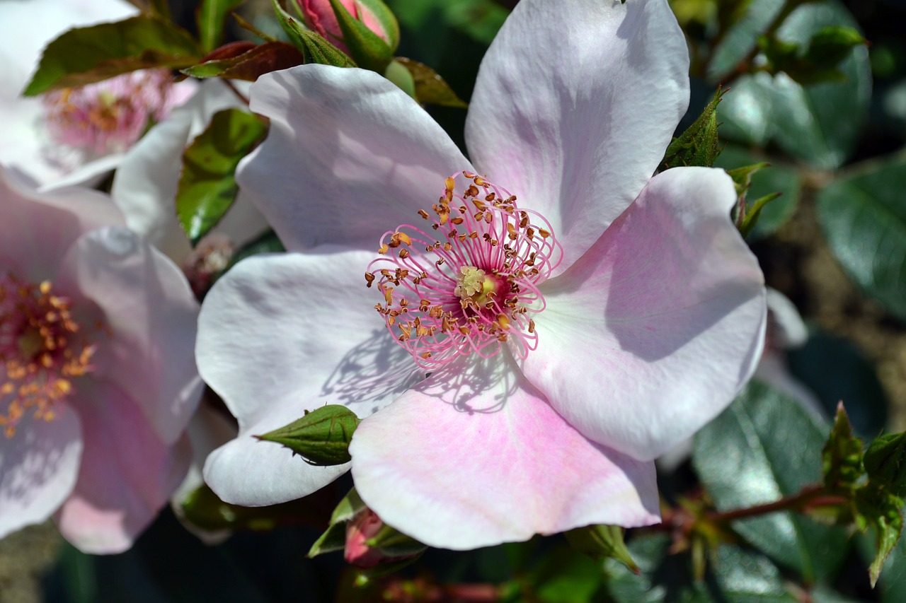 rose flowers pink free photo