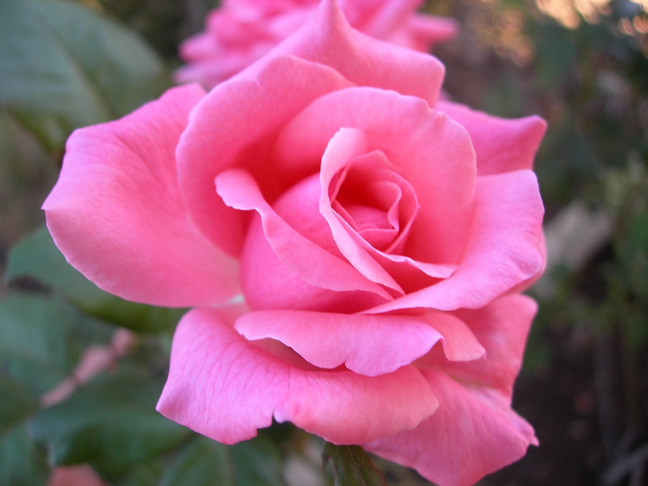 rose pink garden free photo