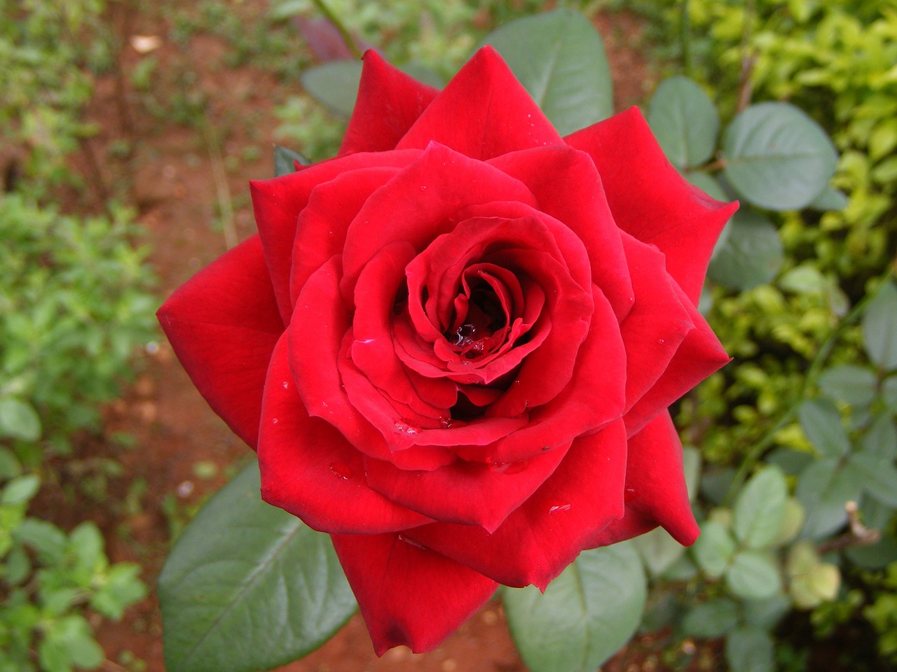 rose red blossom free photo