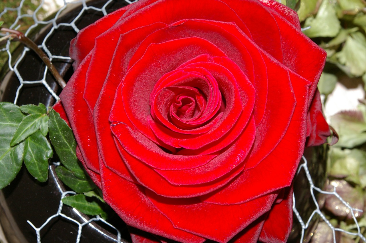 rose red rose flower free photo