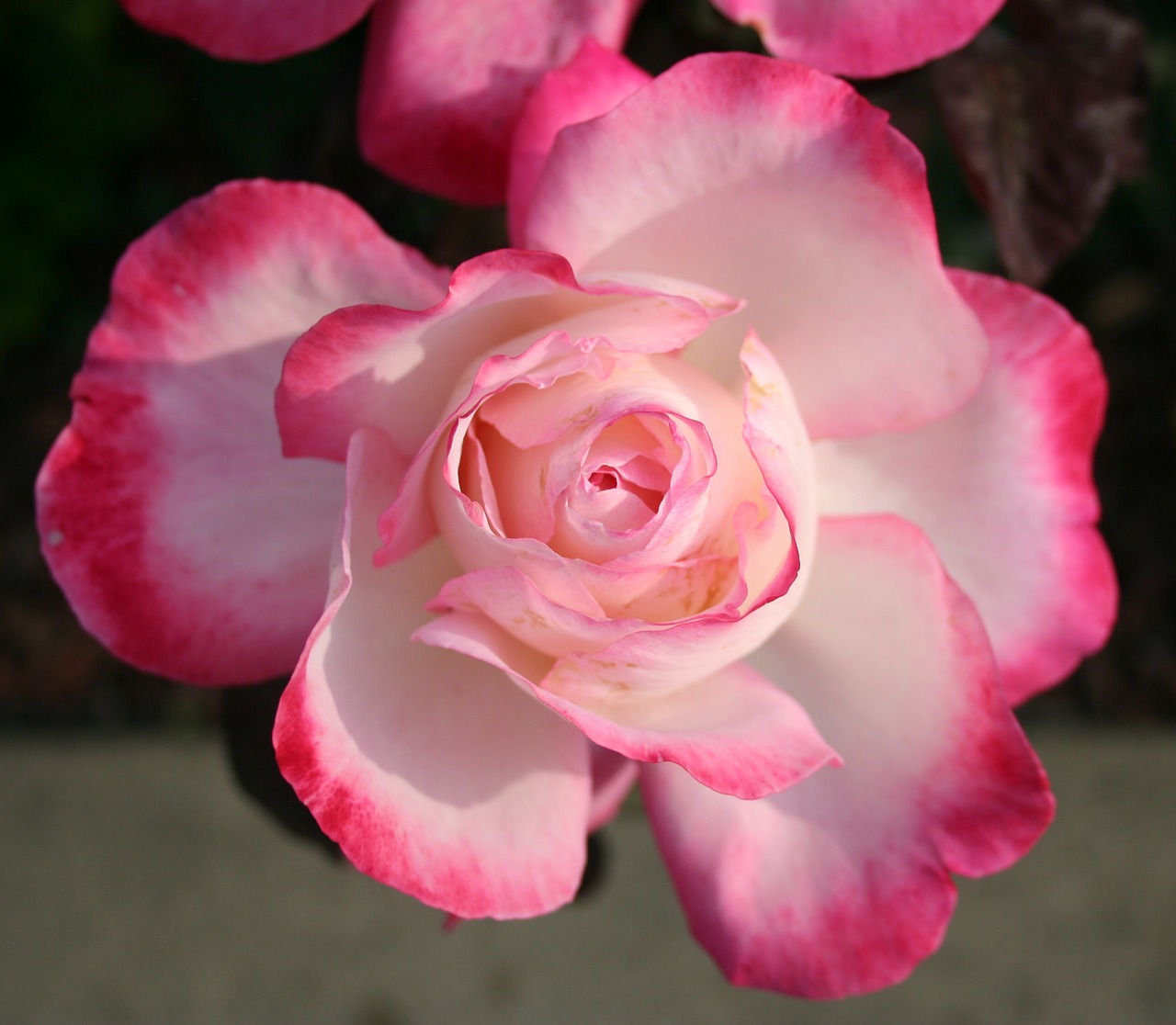 rose pink petal free photo