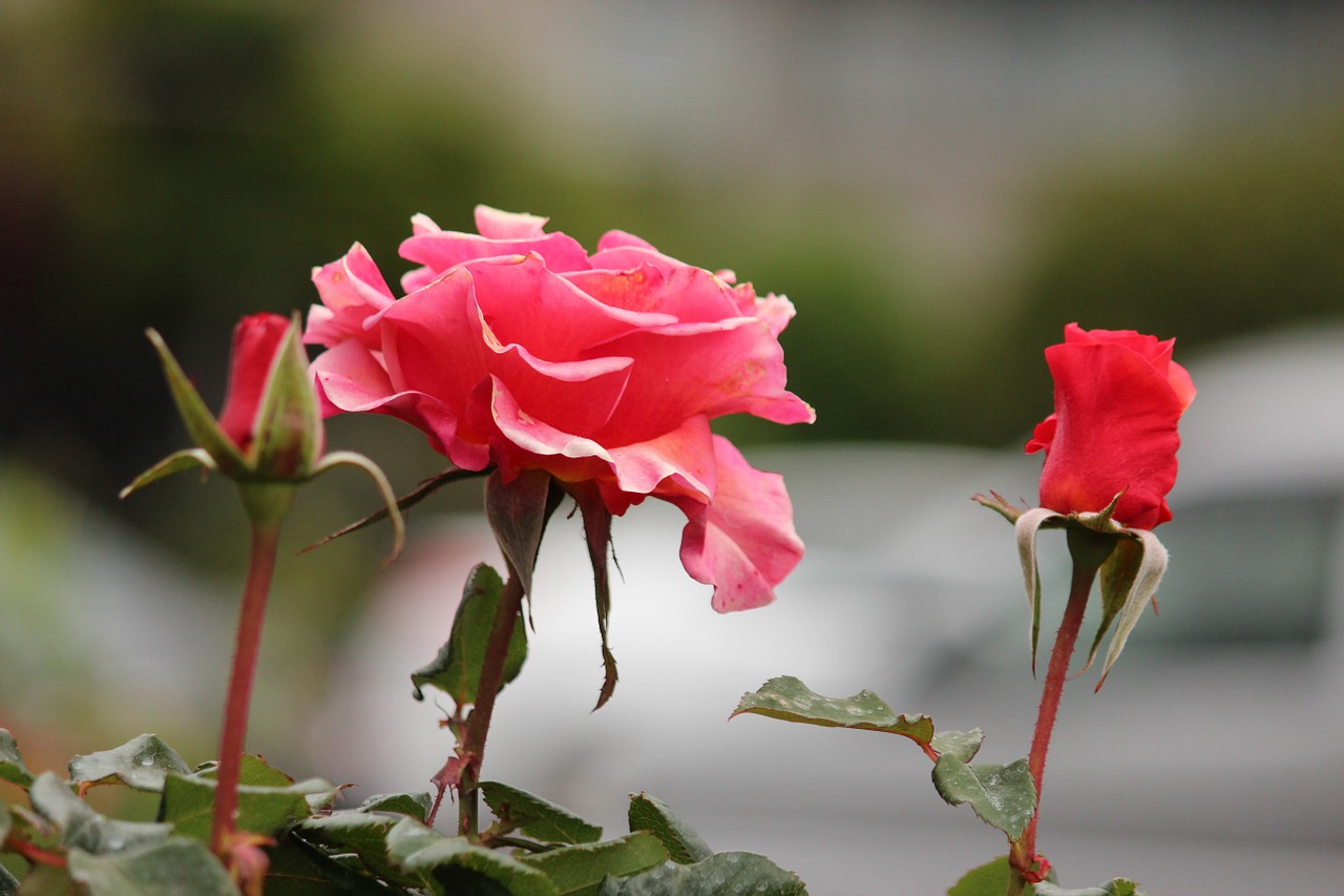 rose pink leaves free photo