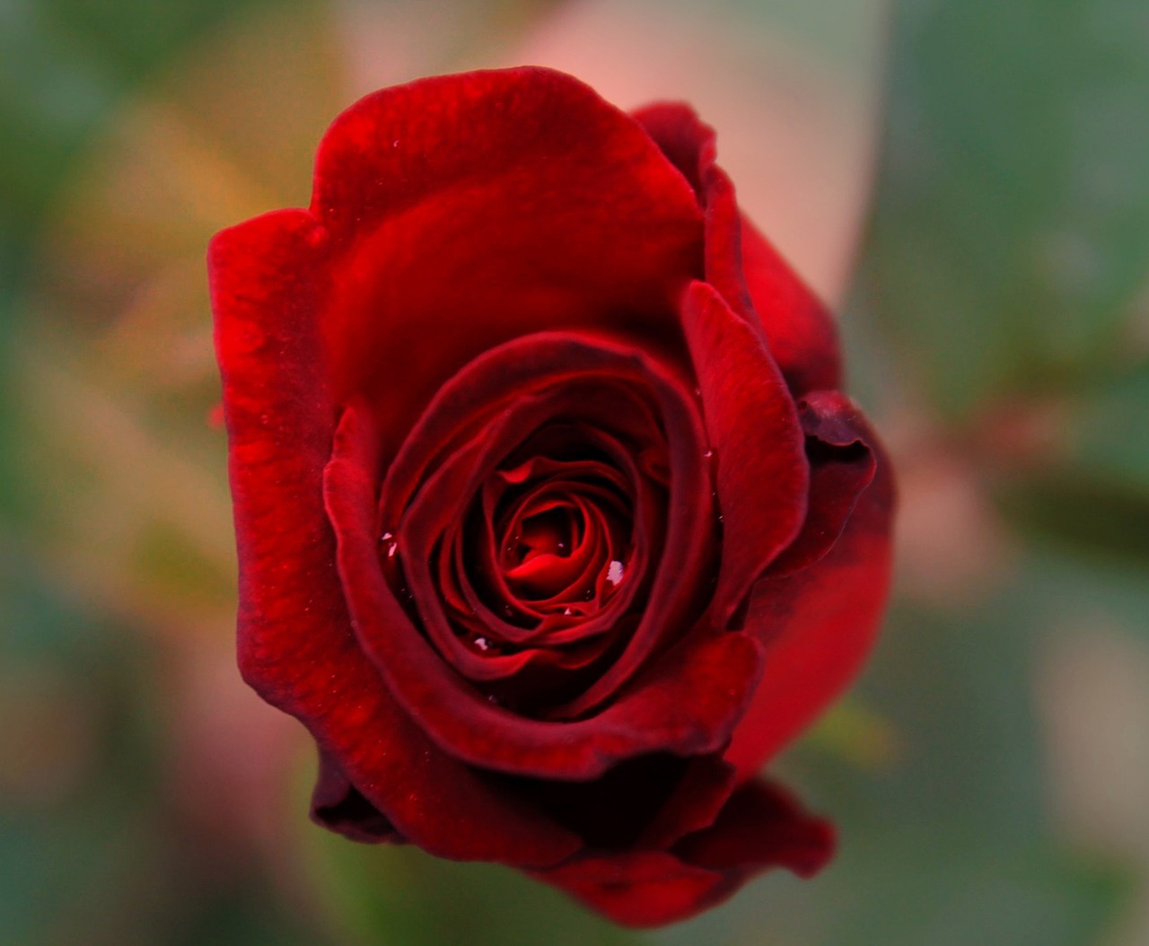 rose flower red free photo