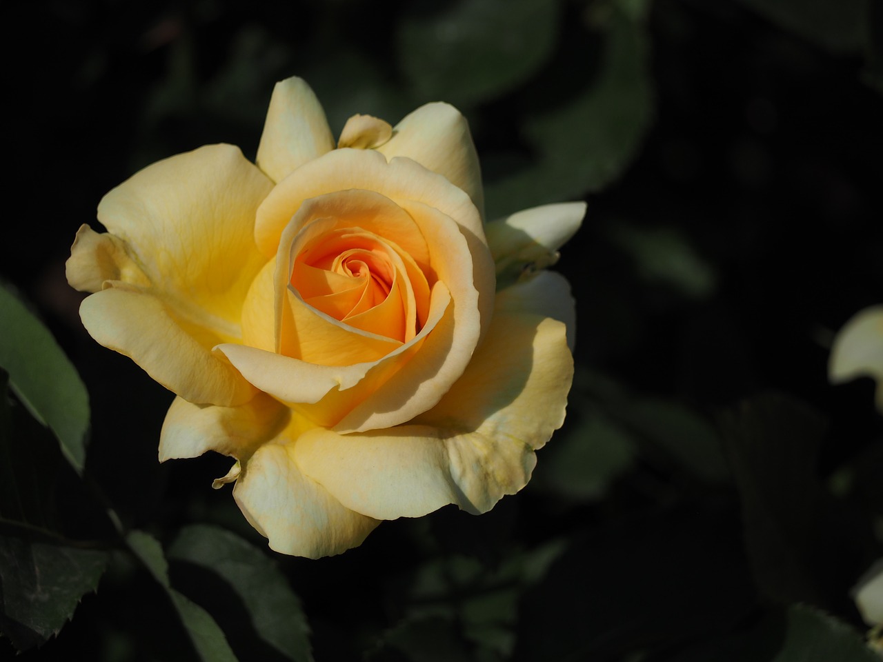 rose yellow yellow flowers free photo