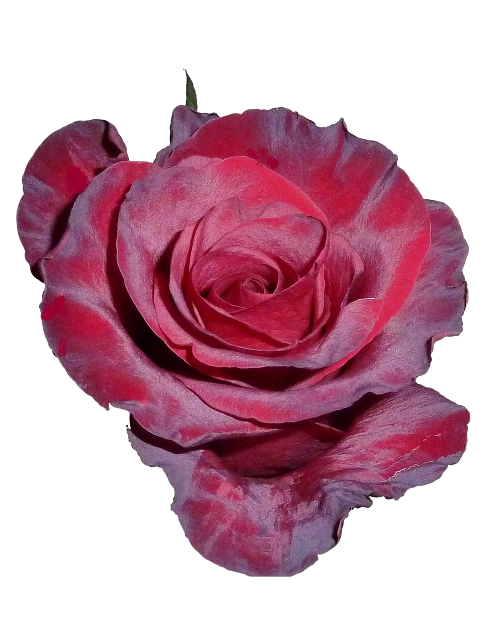 rose rose flower tea free photo