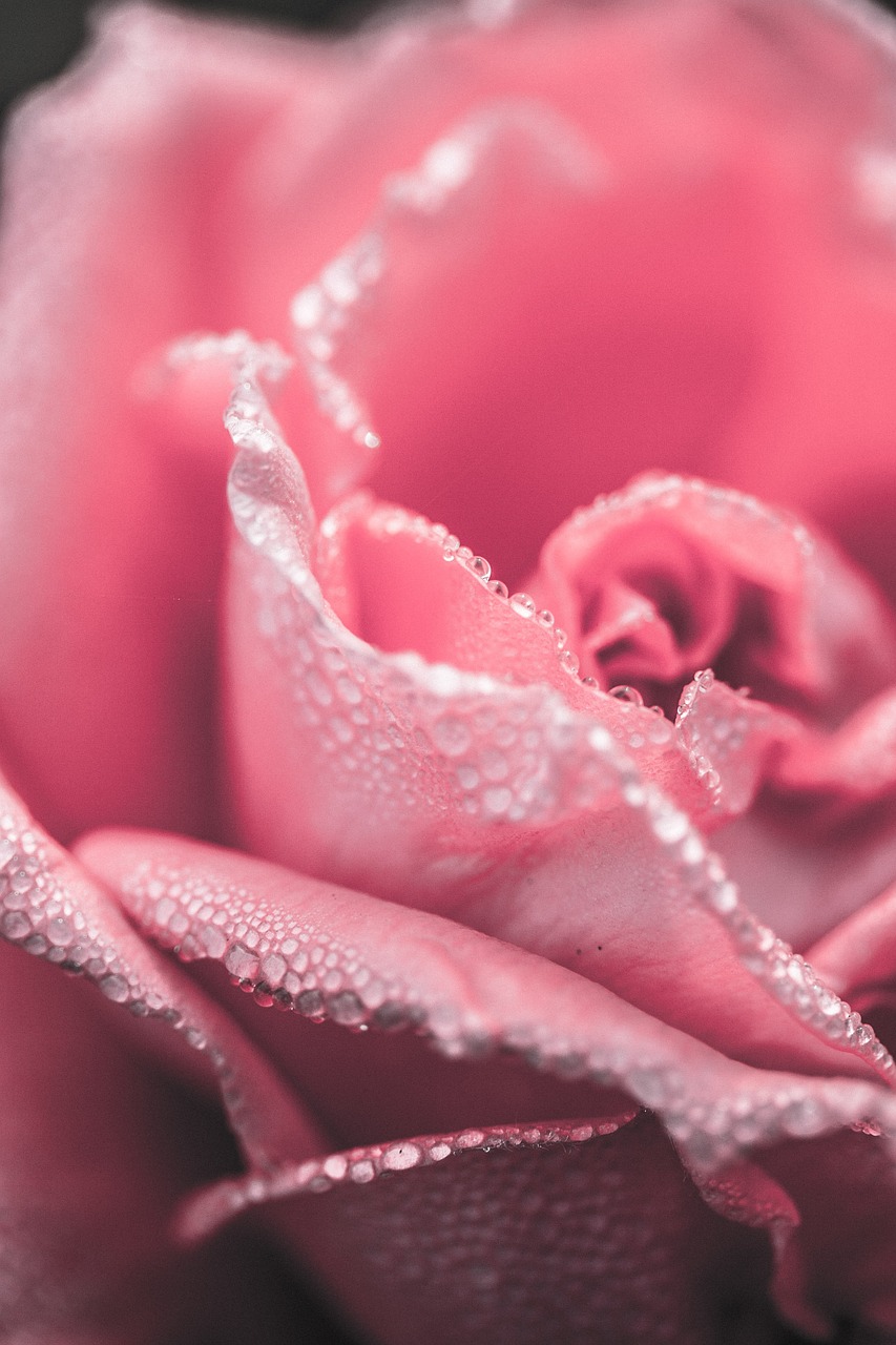 rose close up pink free photo