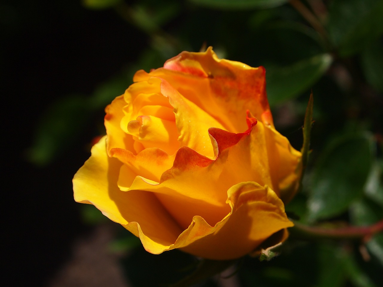 rose garden yellow free photo