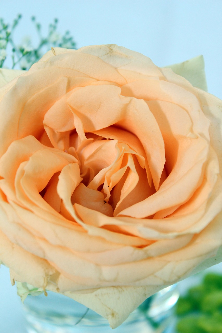 rose orange table decoration free photo