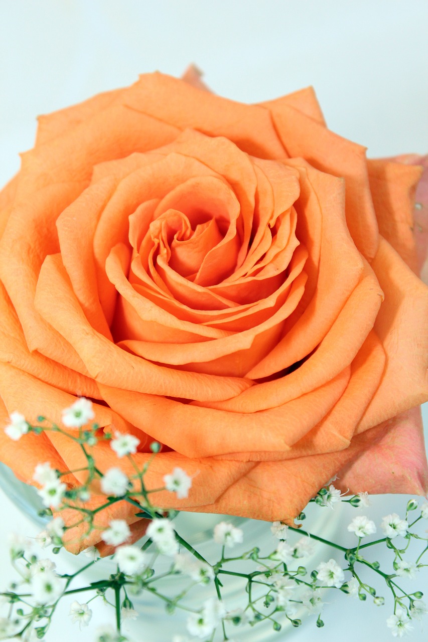 rose orange table decoration free photo