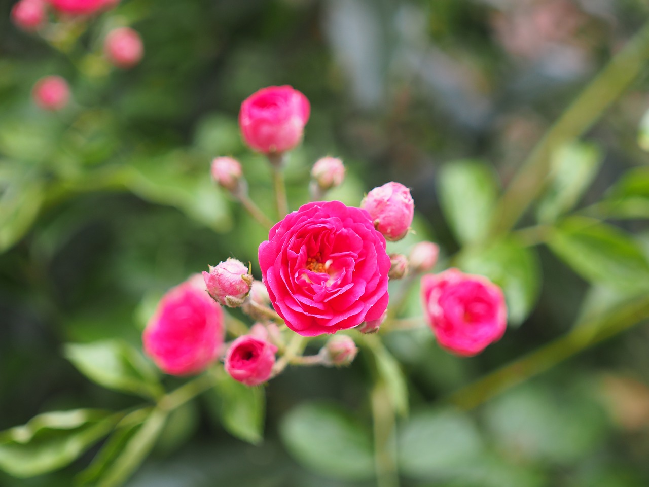 rose flowers plant free photo