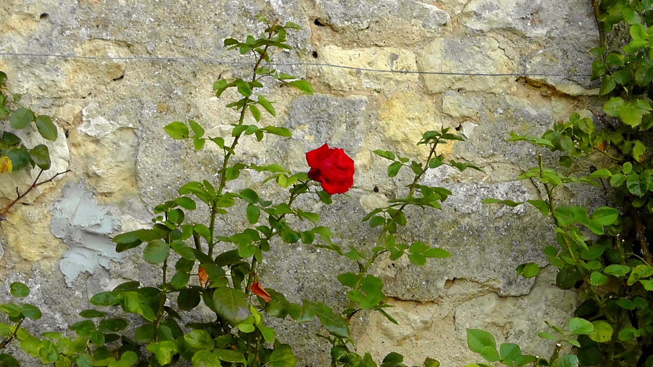 rose wall rosebush free photo