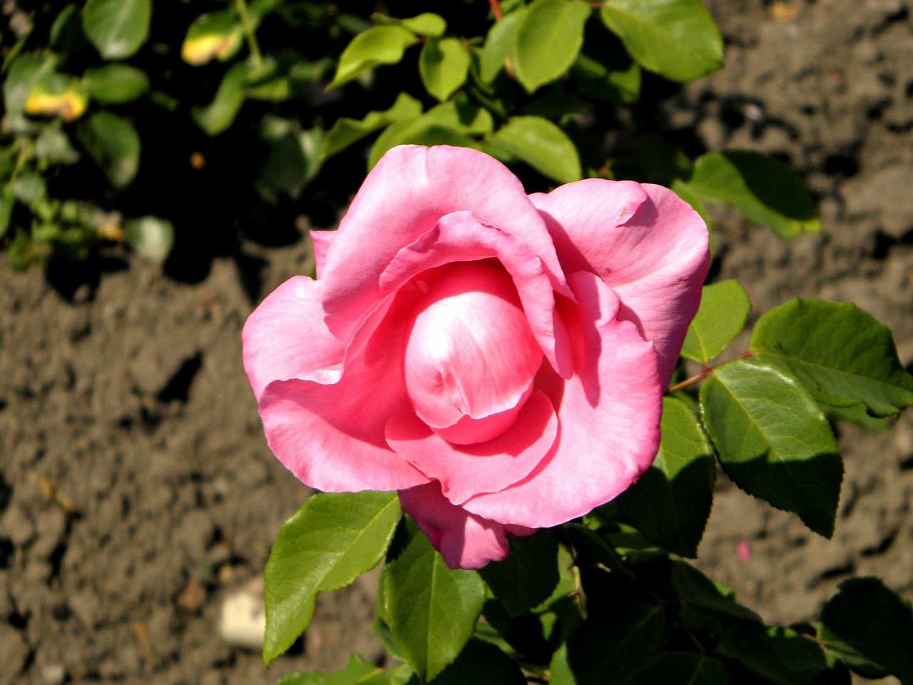 rose flower plant free photo