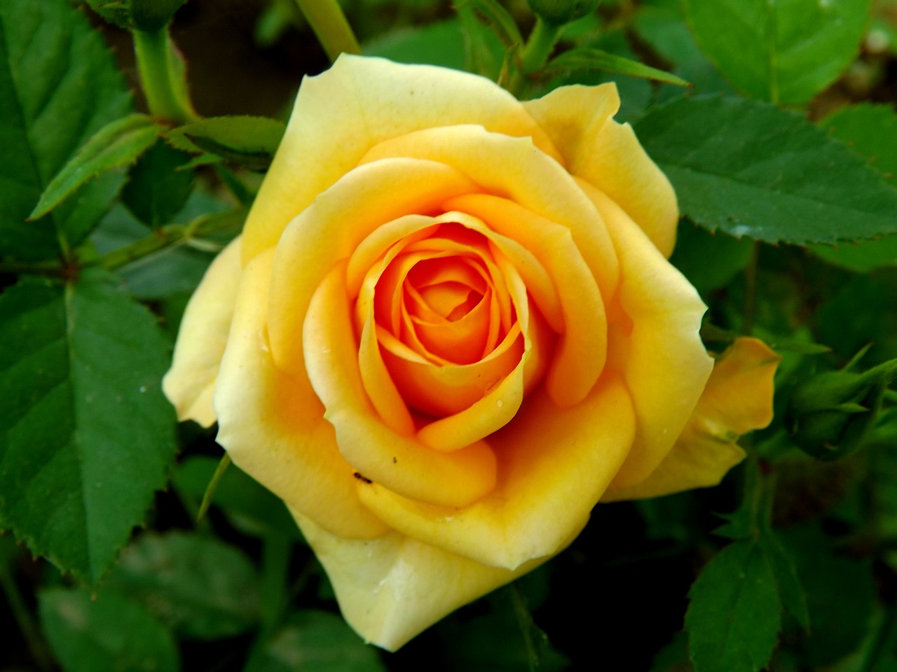 rose yellow petals free photo