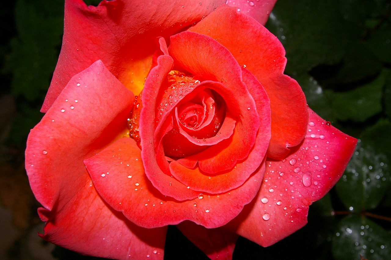 rose albrecht dürer scented rose free photo