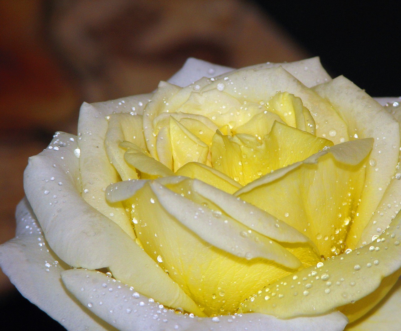 rose yellow flower free photo