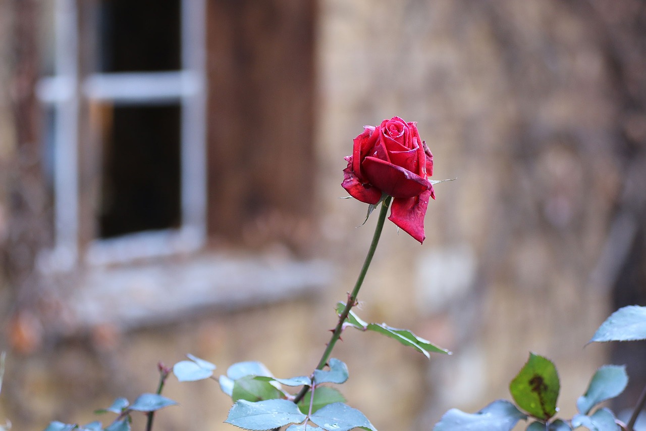 rose flower flowers flowers free photo