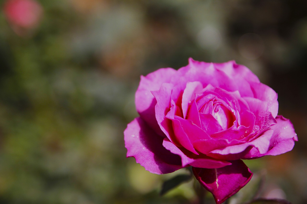 rose flower blossom free photo