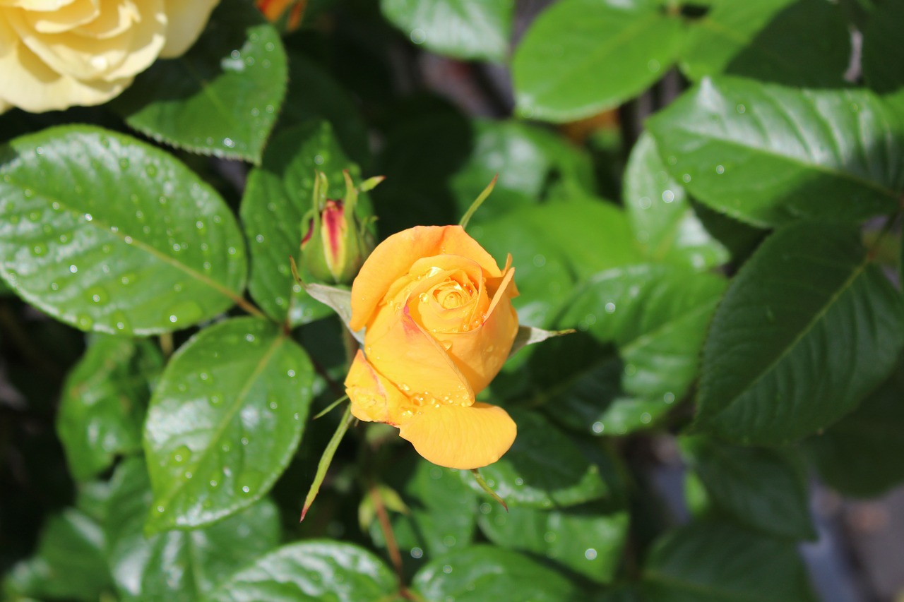 rose yellow garden free photo