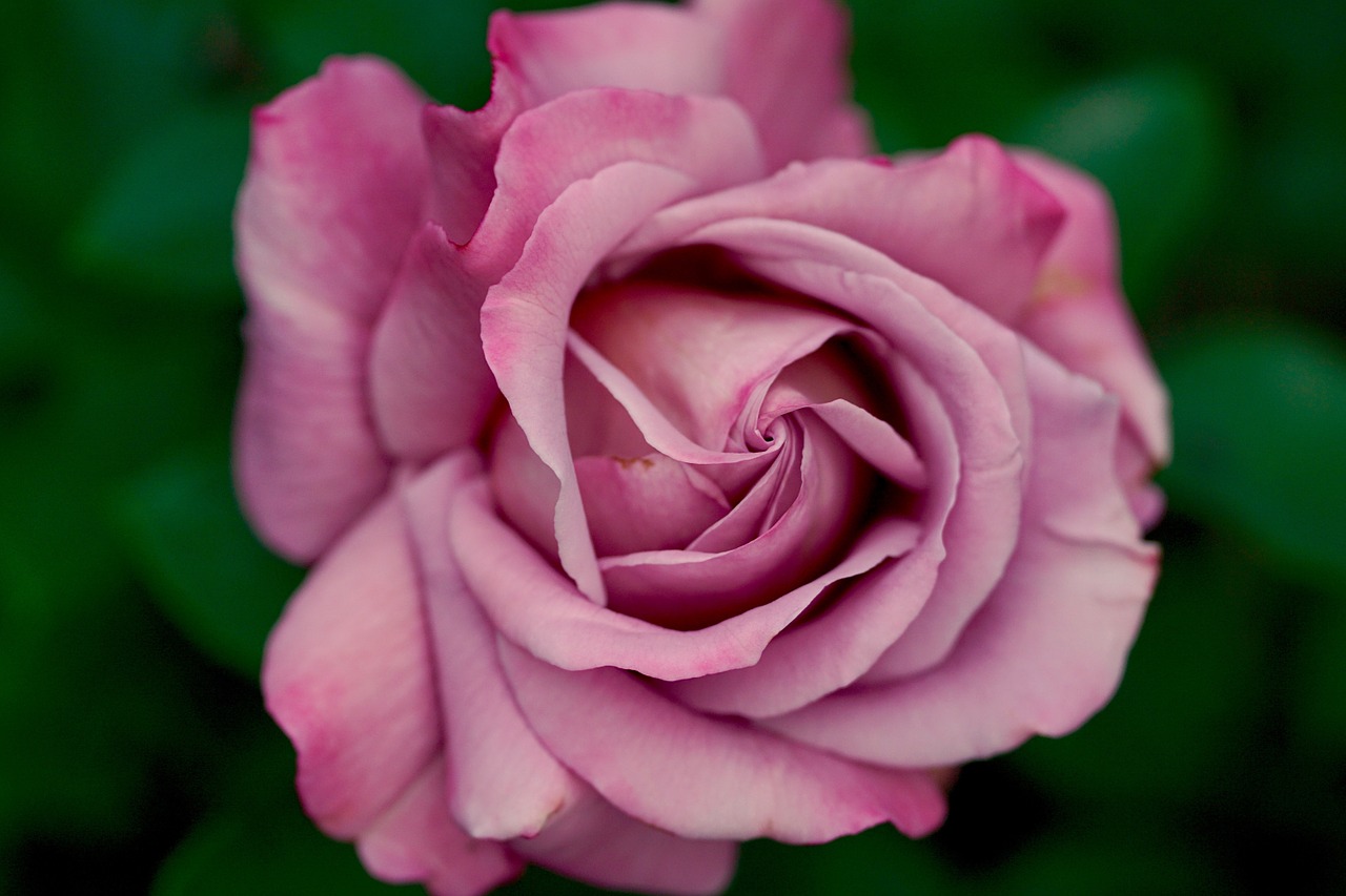 rose pink nature free photo