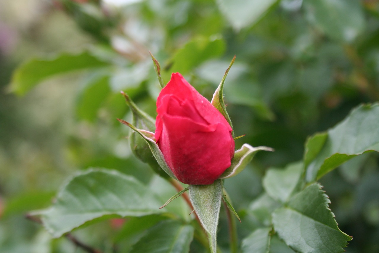 rose pink flower free photo