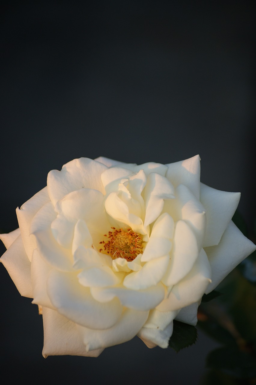 rose white flower free photo