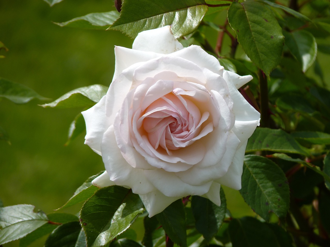 rose white perfect free photo