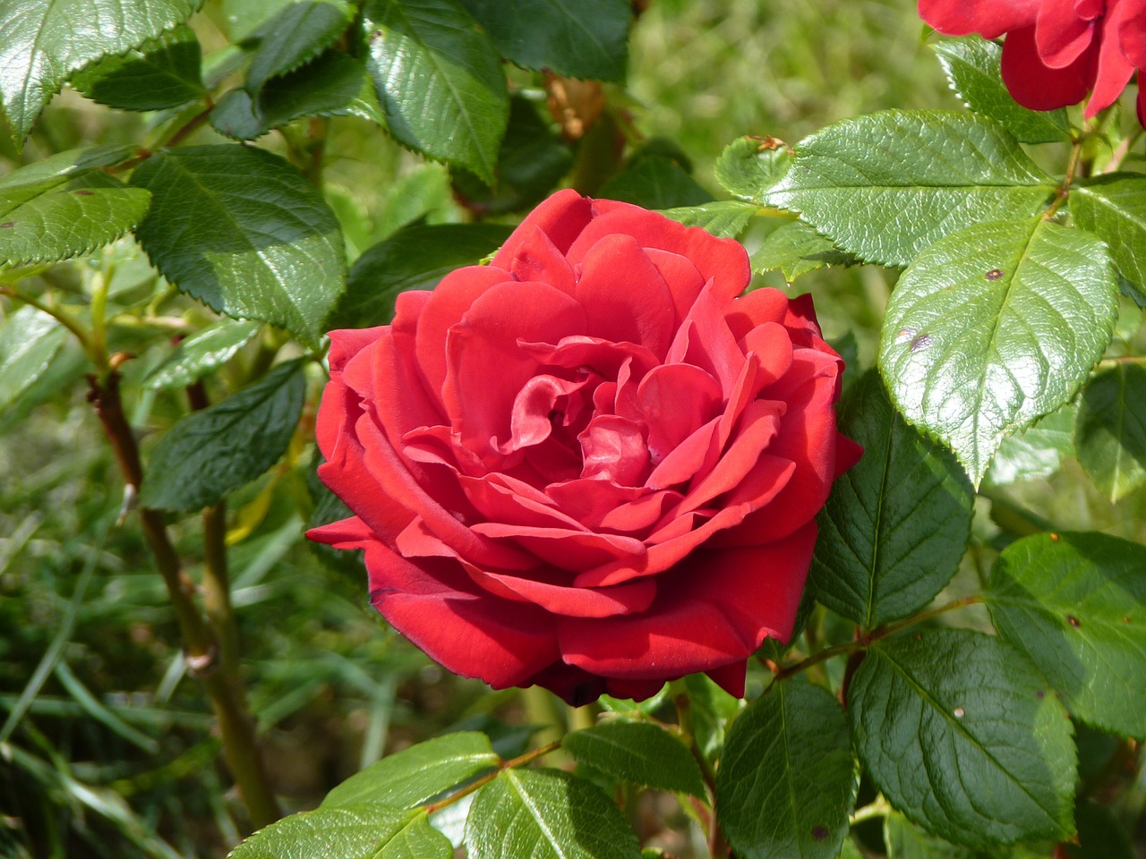 rose red flower free photo