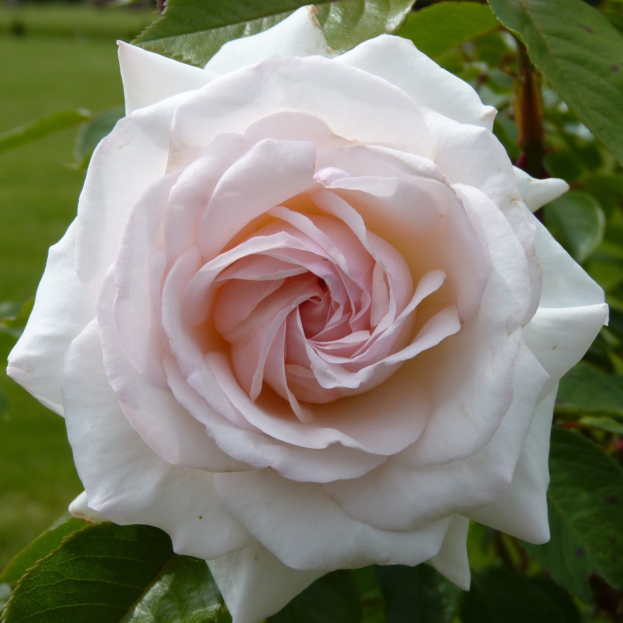 rose white perfect free photo