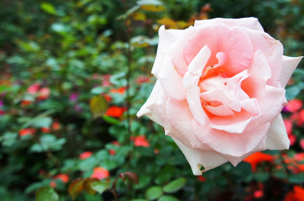 rose flower garden free photo