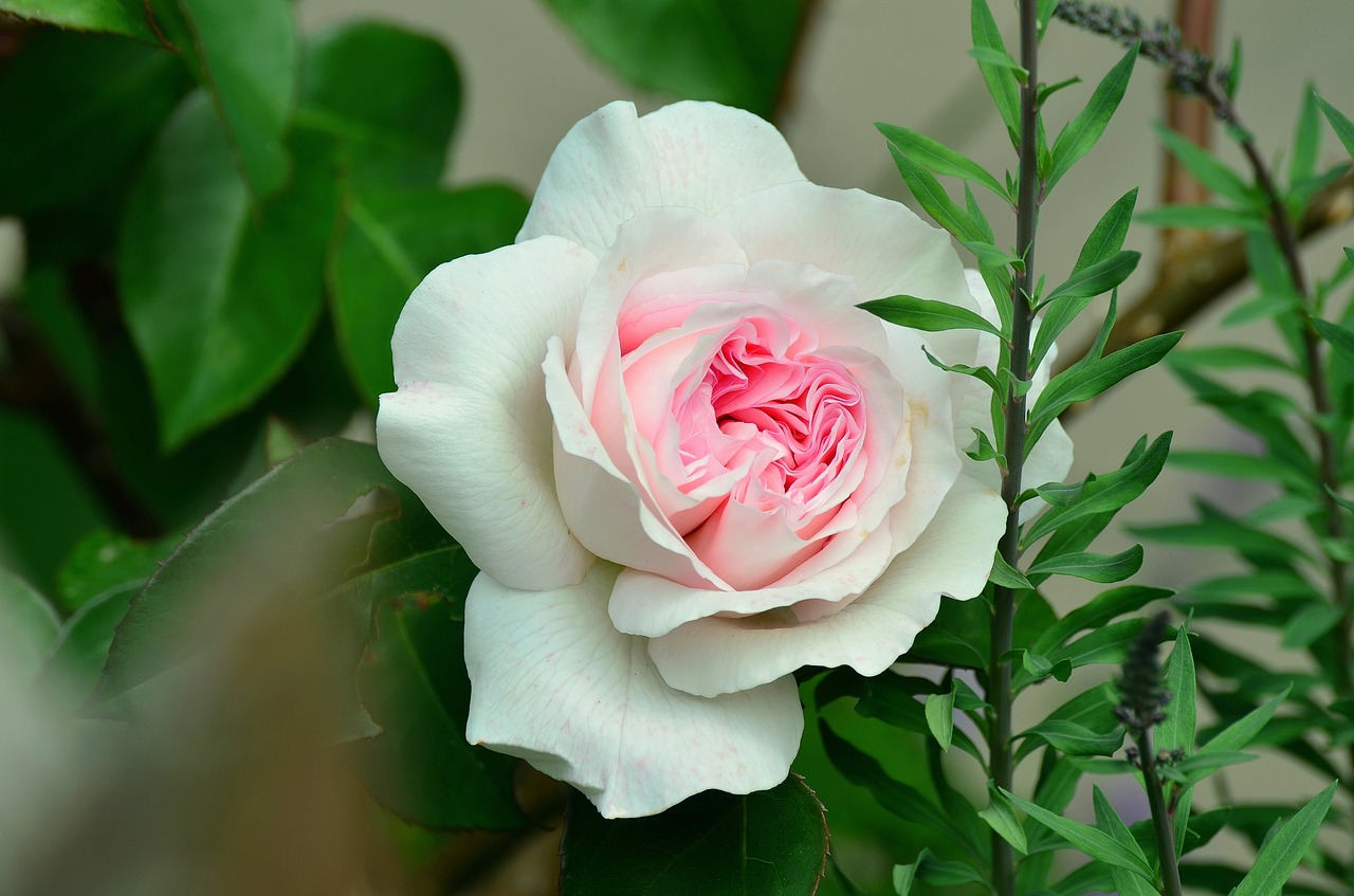 rose white rose rose bloom free photo