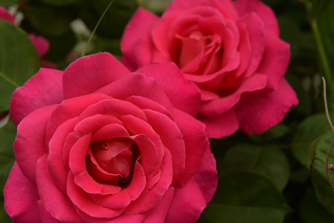 rose flower plant free photo