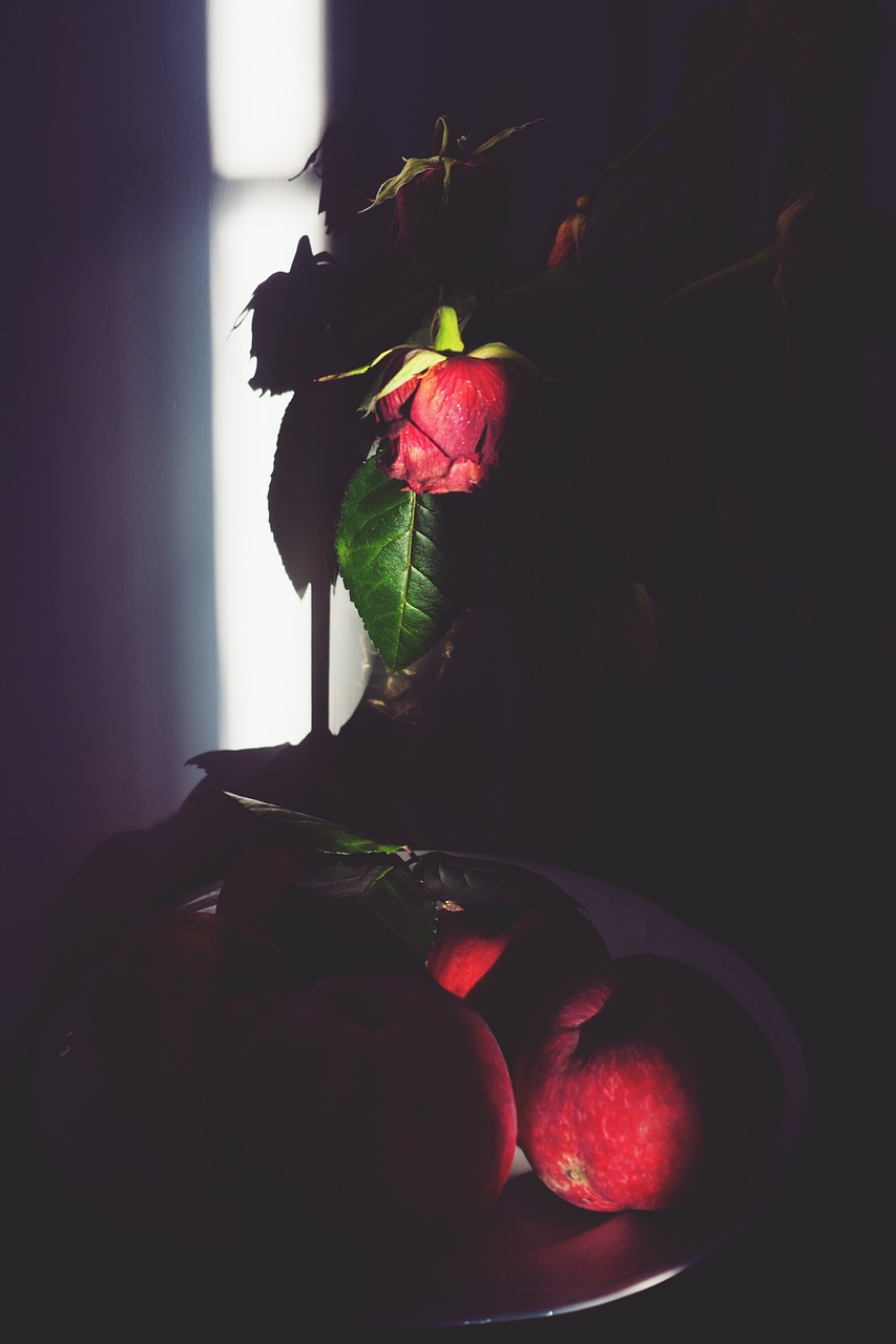 rose shadows apple free photo