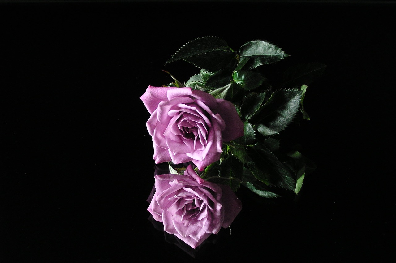 rose flower mirroring free photo
