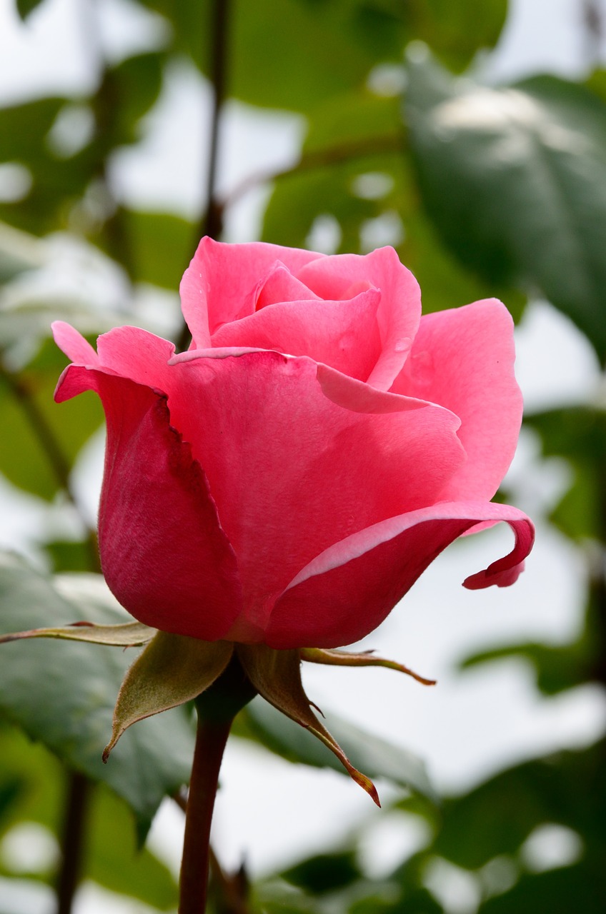 rose pink blossom free photo