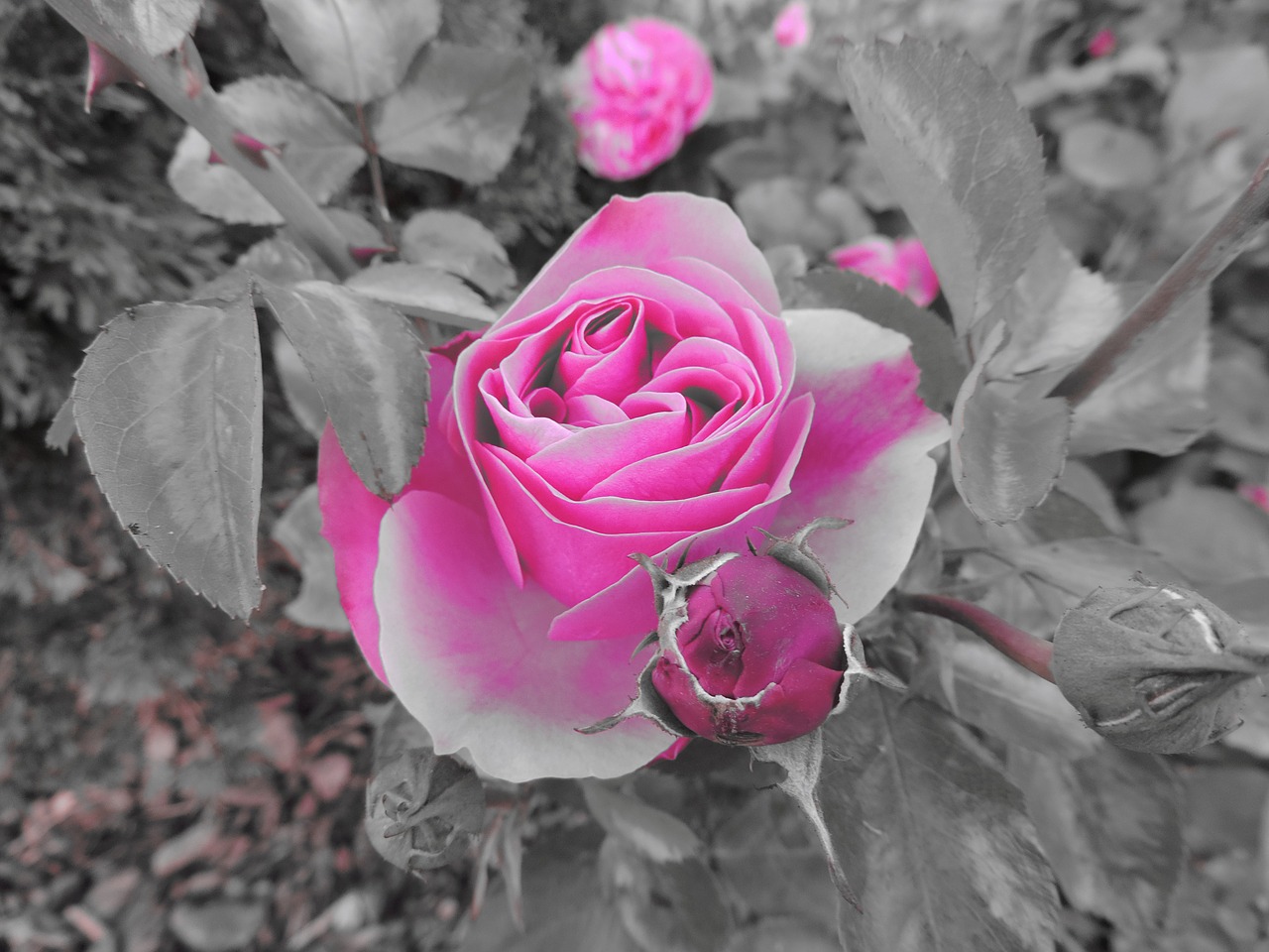 rose flower love free photo