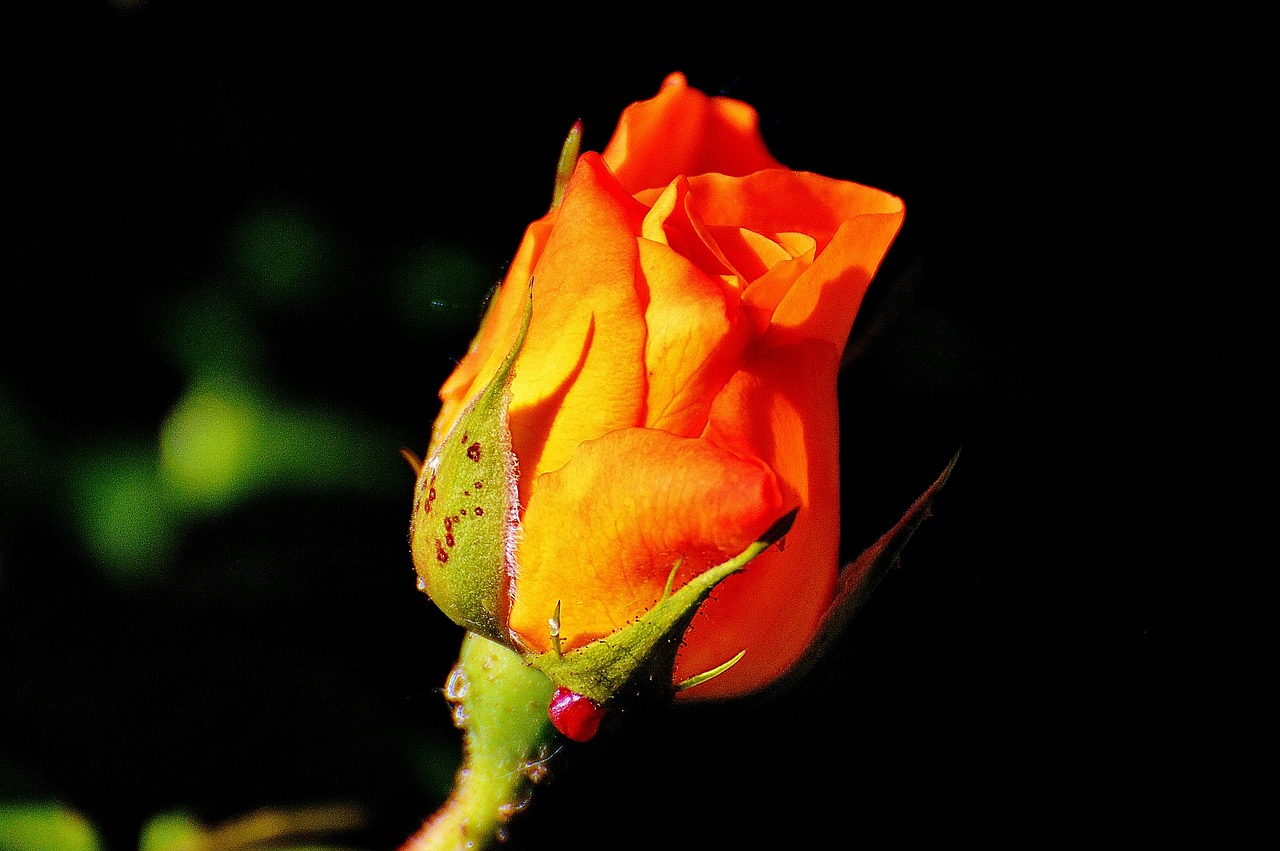 rose orange plant free photo