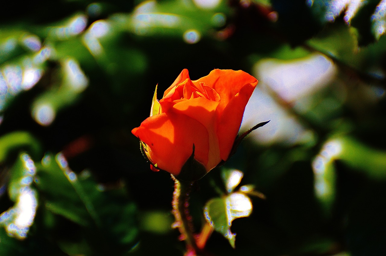 rose orange plant free photo