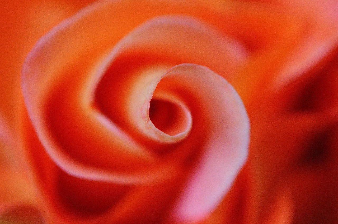 rose orange background image free photo
