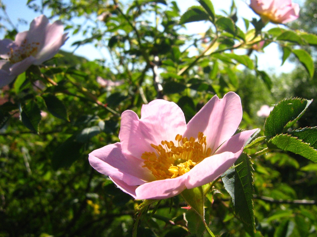 rose brian csipkebogyóvirág free photo