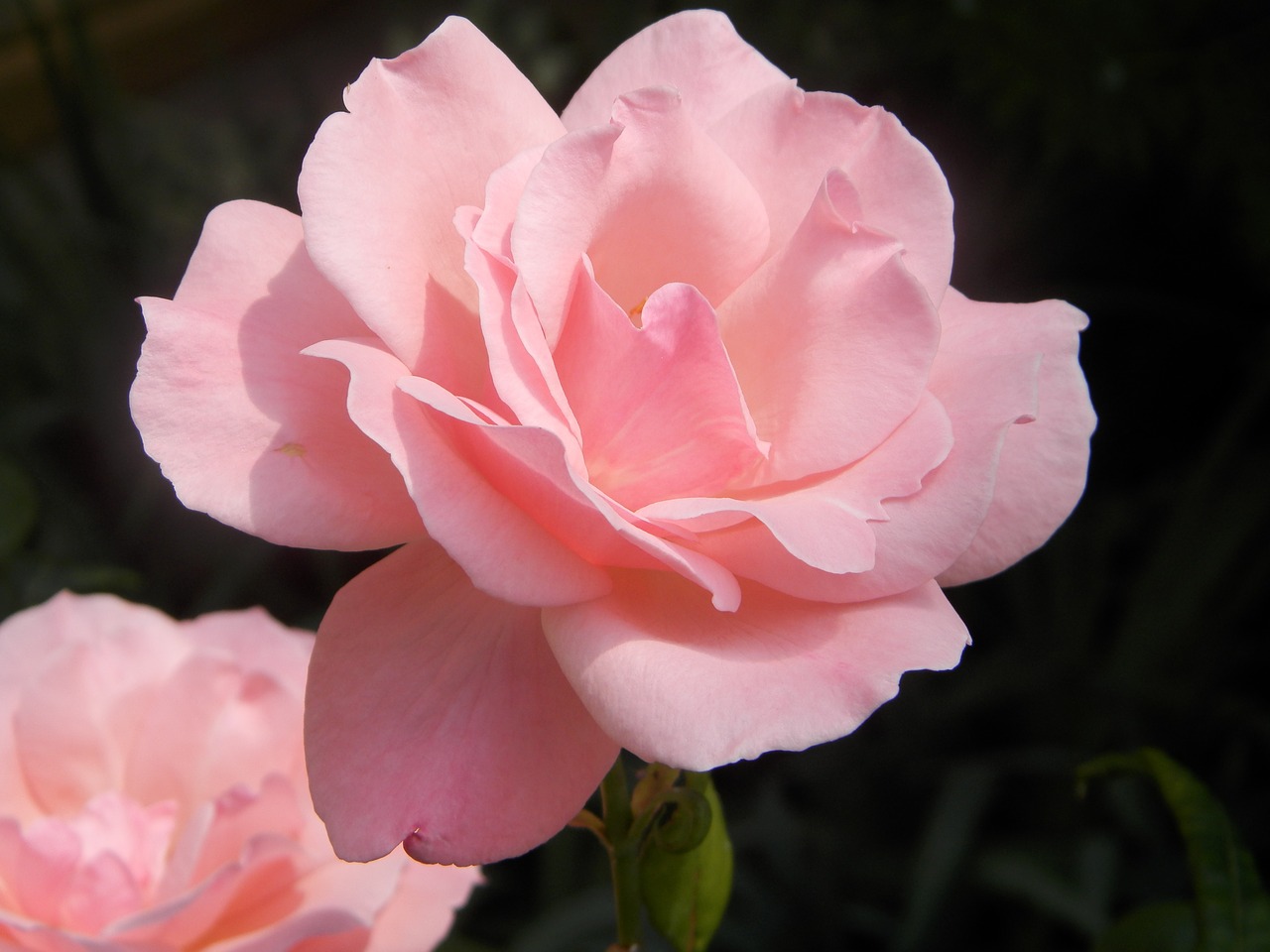 rose spring pink free photo