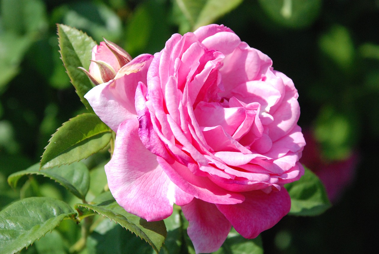 rose pink flower free photo