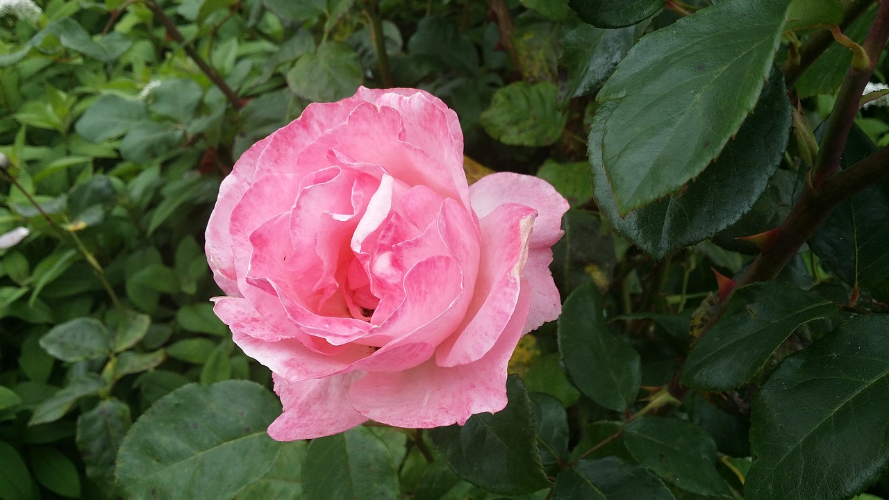 rose pink floral free photo