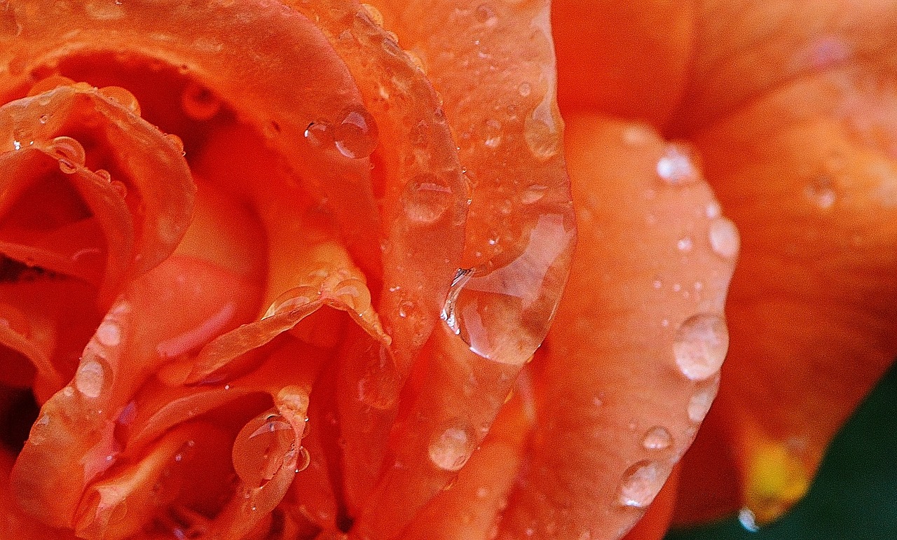 rose plant drop of water free photo