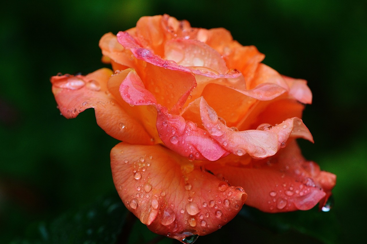 rose plant drop of water free photo