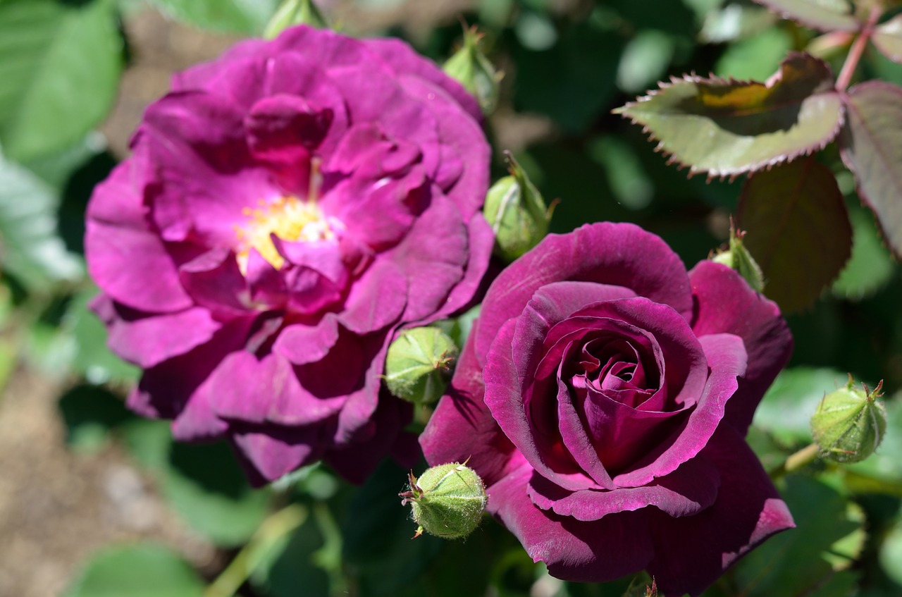 rose pink flower nature free photo