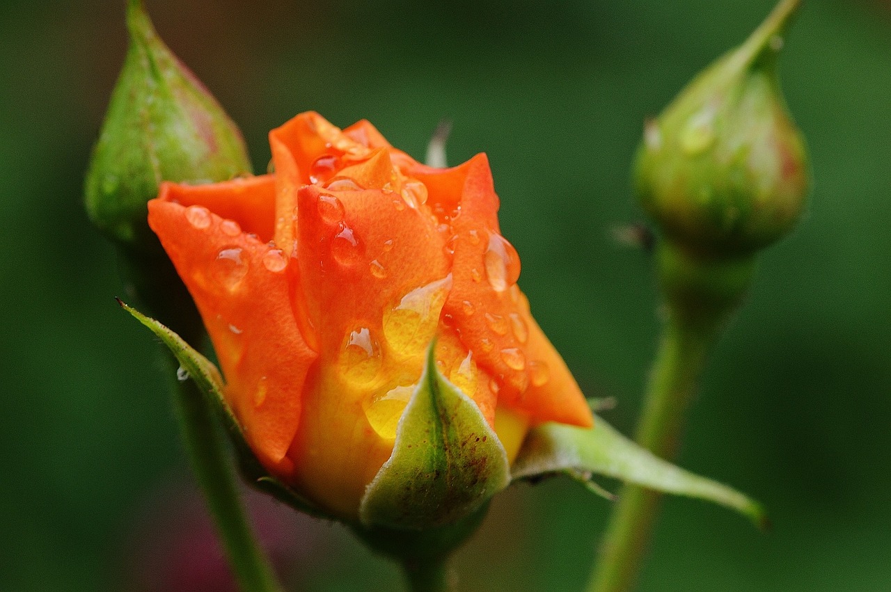 rose plant drop of water free photo